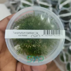 IC812 Taxiphyllum barbieri (Java Moss) | ADA Tissue Culture