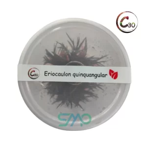 Eriocaulon quinquangulare