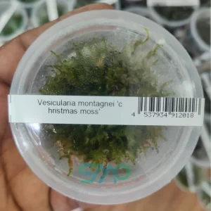 IC809 Vesicularia montagnei 'Christmass moss'| ADA Tissue Culture