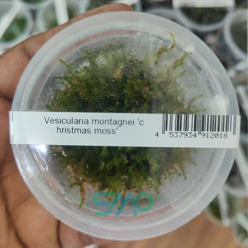 IC809 Vesicularia montagnei 'Christmass moss'| ADA Tissue Culture