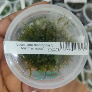 IC809 Vesicularia montegni ' Christmass moss'| ADA Tissue Culture