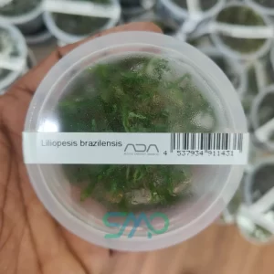 IC009 Lilaeopsis brasiliensis | ADA Tissue Culture