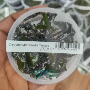 IC095 Cryptocoryne Wendtii 'Tropica' | ADA Tissue Culture