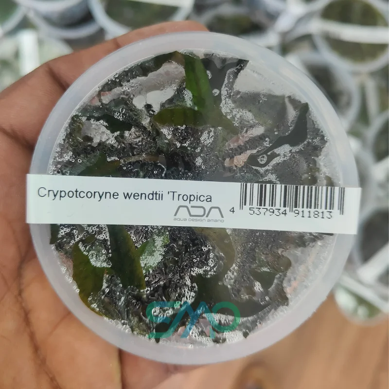 IC095 Cryptocoryne Wendtii 'Tropica' | ADA Tissue Culture