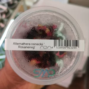 IC127 Alternanthera reineckii 'Rosanervig'| ADA Tissue Culture