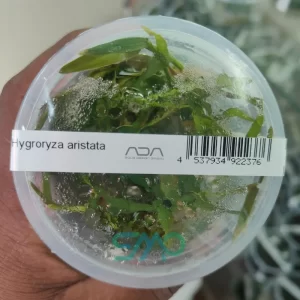 IC612 Hygroryza Aristata | ADA Tissue Culture