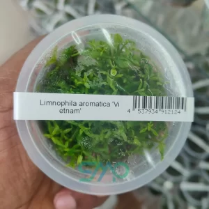 Limnophila Vietnam