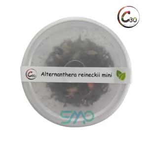 Alternanthera reineckii mini