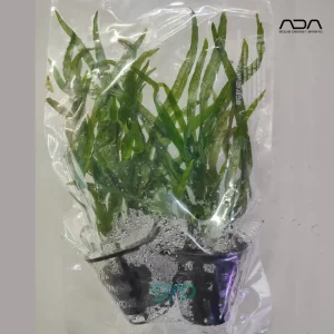 AP103 Microsorum Pteropus 'Trident' | ADA Greenhouse Pot (1 Pot)