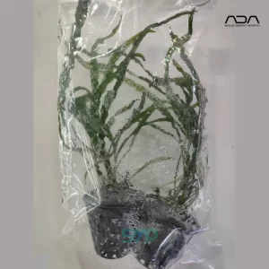 AP101 Microsorum Pteropus 'Narrow Leaf' | ADA Greenhouse Pot (1 Pot)