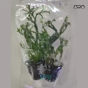 AP102 Microsorum Pteropus 'Windelv' | ADA Greenhouse Pot (1 Pot)