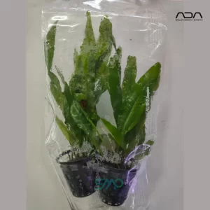 AP100 Microsorum Pteropus (Java Fern) | ADA Greenhouse Pot (1 Pot)