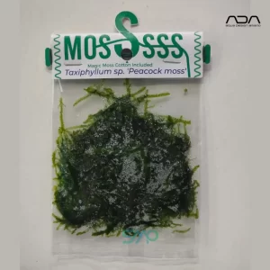 ZP813 Peacock Moss | ADA Moss