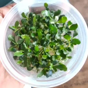 Bucephalandra Sintang