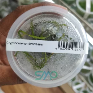 Cryptocoryne Sivadasanii