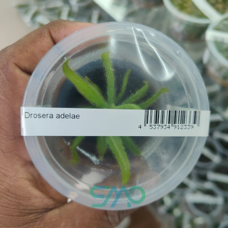 Drosera adelae