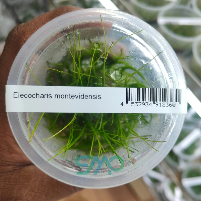 Eleocharis Montevidensis