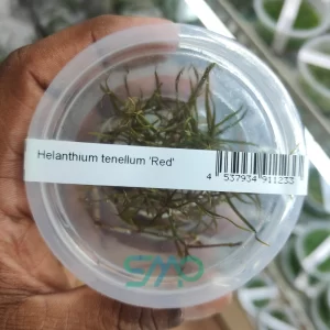 Helanthium Tenellum