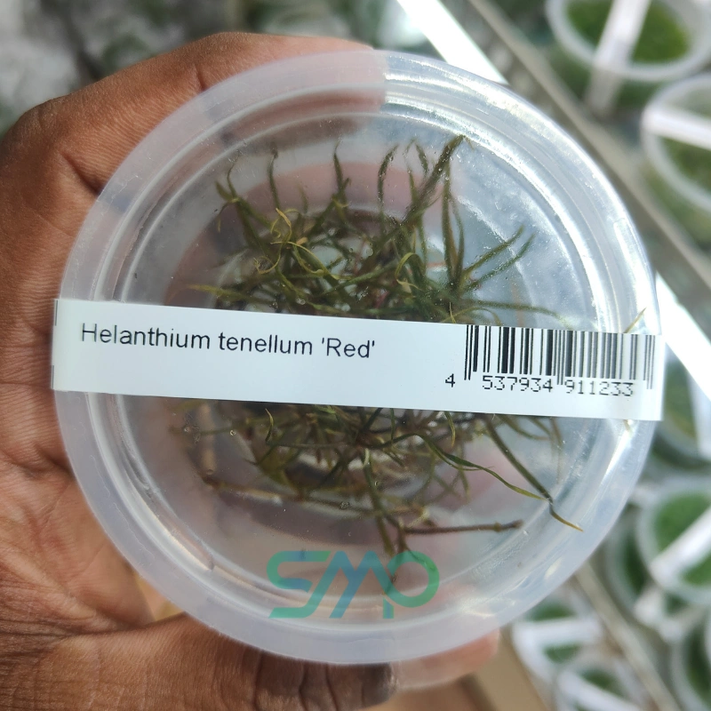 Helanthium Tenellum