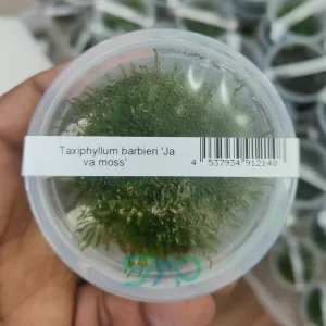 Java Moss