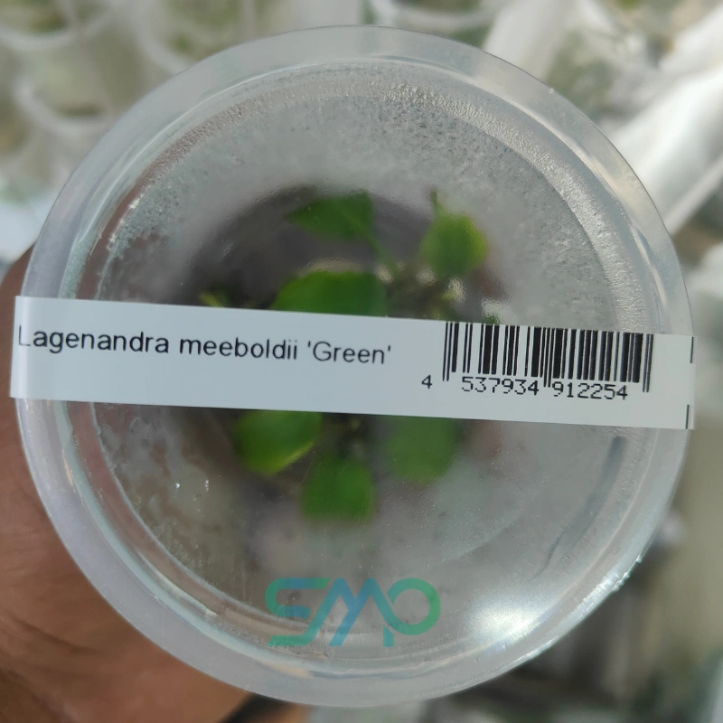 Lagenandra Meeboldii