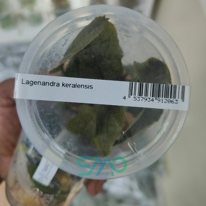 Lagenandra keralensis