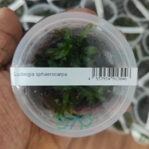 Ludwigia Sphaerocarpa
