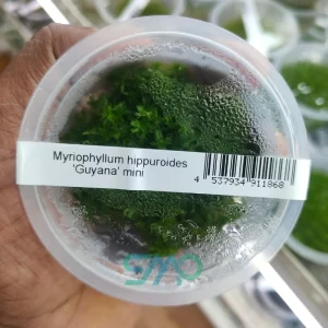 Myriophyllum mattogrossense