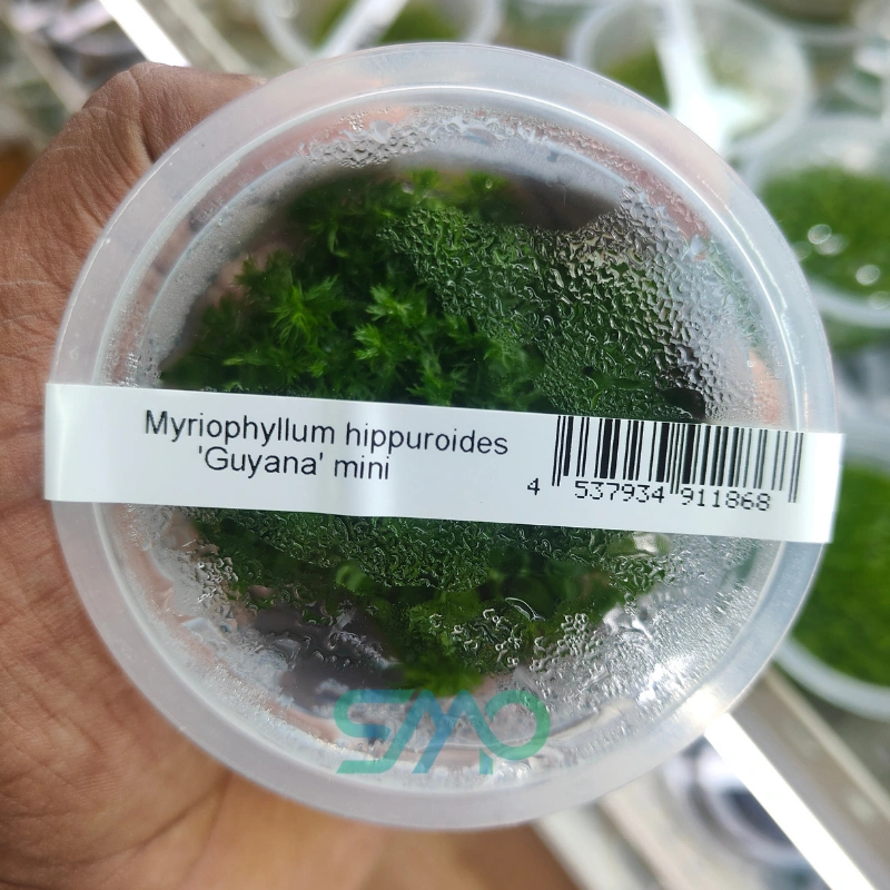 Myriophyllum mattogrossense