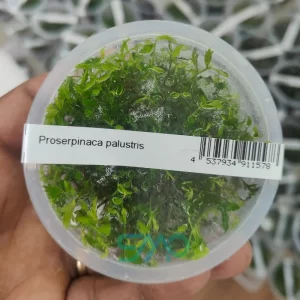 Proserpinaca palustris