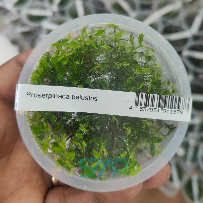 Proserpinaca palustris