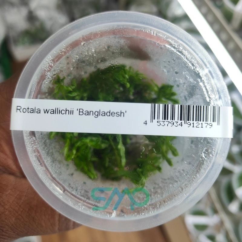 Rotala wallichii Bangladesh