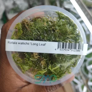 Rotala wallichii Long Leaf