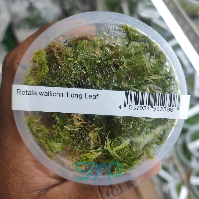 Rotala wallichii Long Leaf