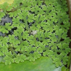 Azolla