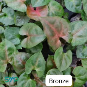 syngonium bronze
