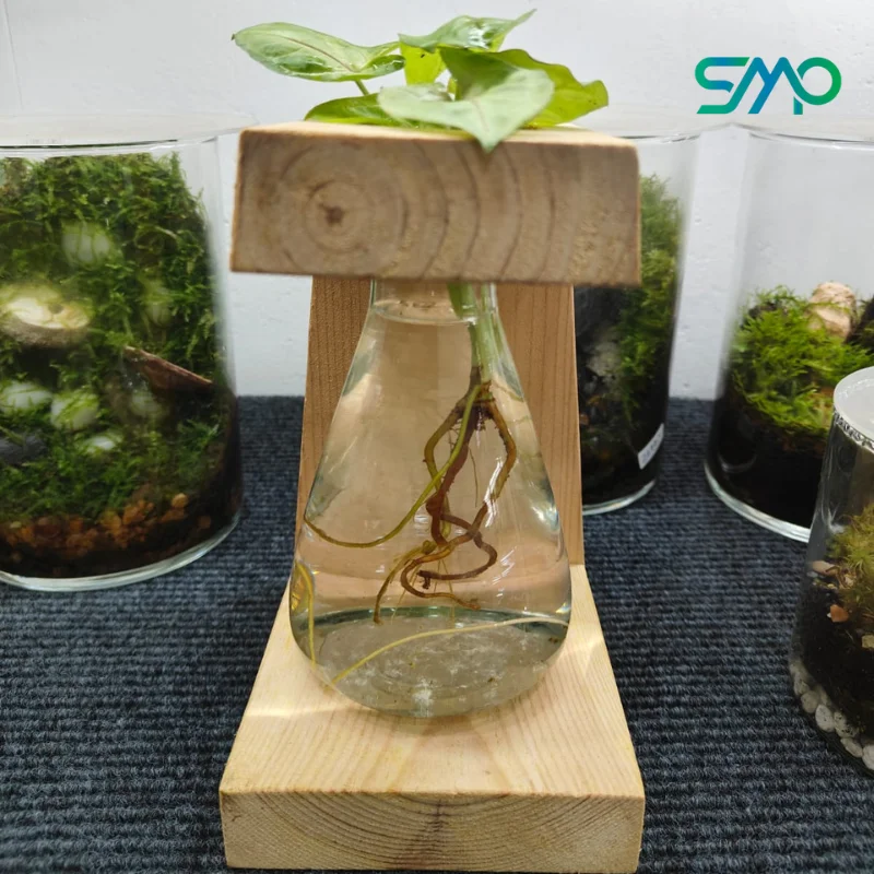Hangable Conical Flask Wooden Planter with Plant | SMP - Image 4