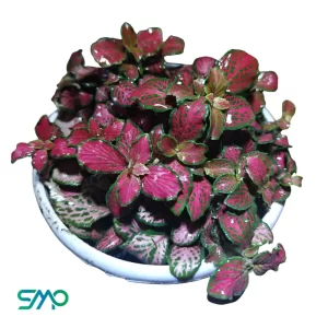 Fittonia Pink Forest Flame