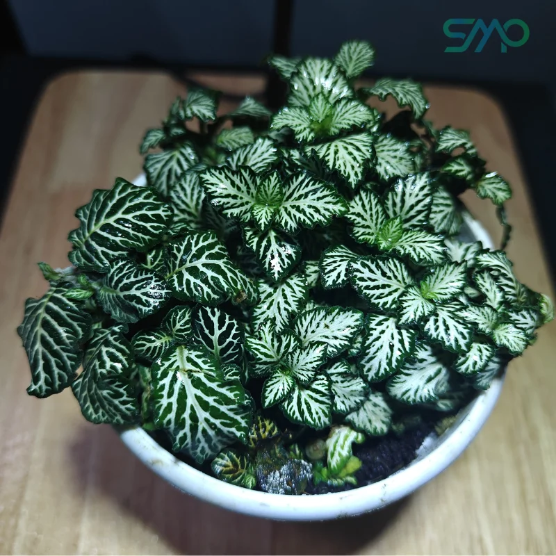 Fittonia