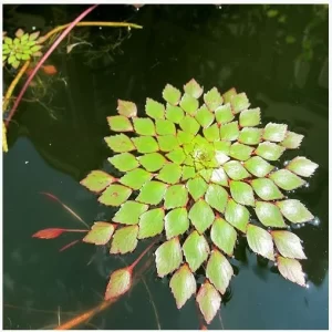 floating ludwigia