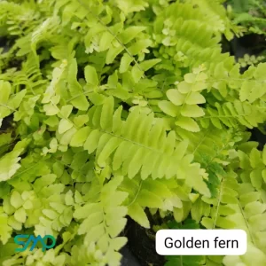 Golden Fern