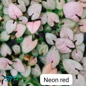 Syngonium Neon Red