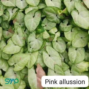 Syngonium Pink Allusion