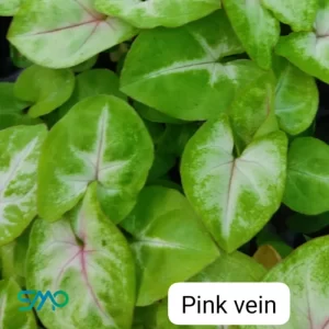 Syngonium Pink Vein