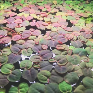 Red Root Floaters