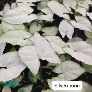 Syngonium Silver Moon
