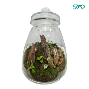 Closed Jar Terrarium