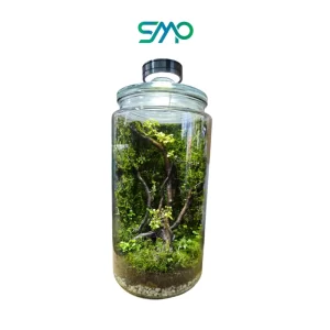 Closed Jar Terrarium