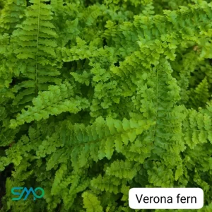Verona Fern