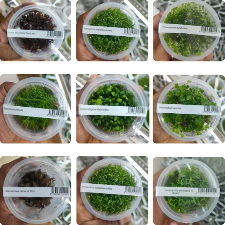 Aquatic Plants Online